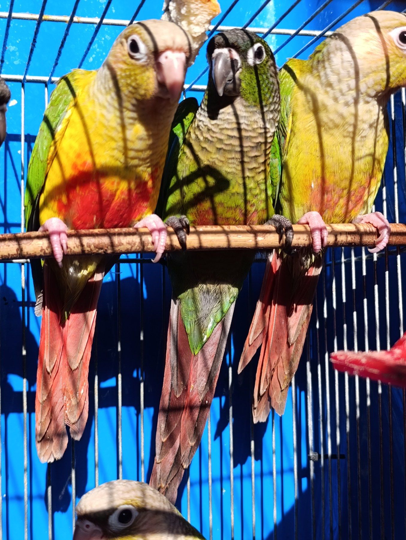 Ручні піррури