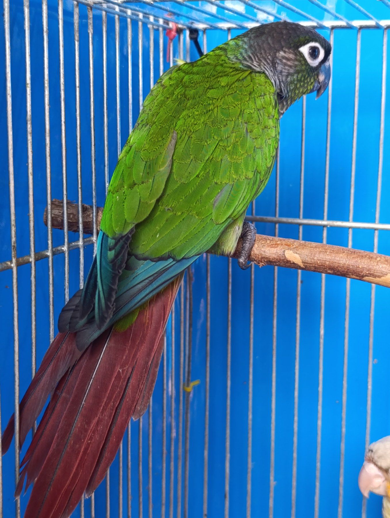 Ручні піррури