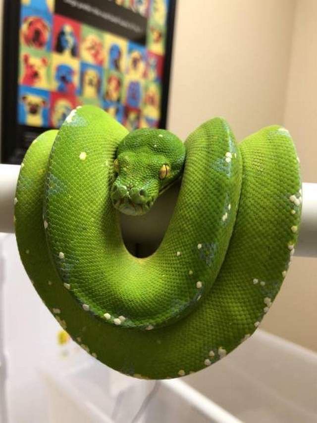 Деревний зелений пітон-найефективніша змія