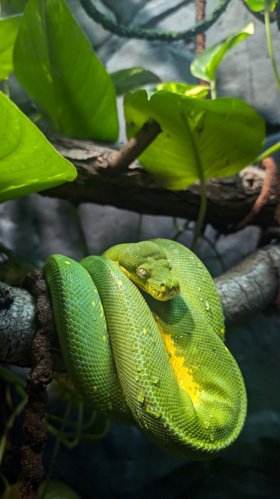 Деревний зелений пітон-найефективніша змія