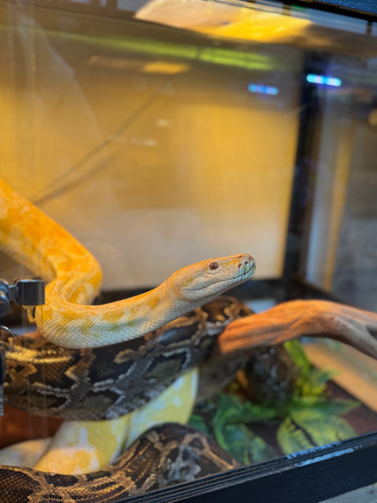 Тигровий пітон-справжній велетень