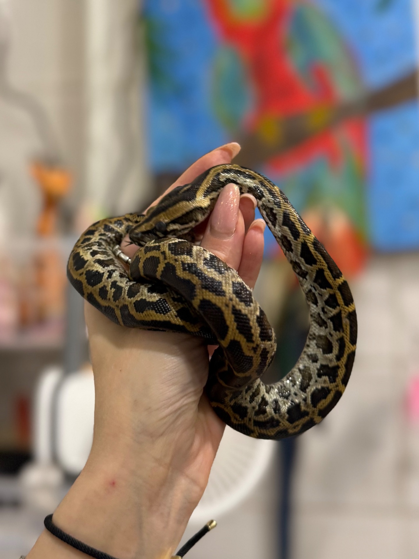 Тигровий пітон-справжній велетень