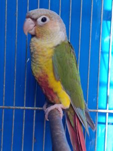 Ручні піррури