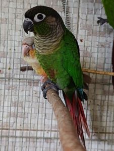 Ручні піррури