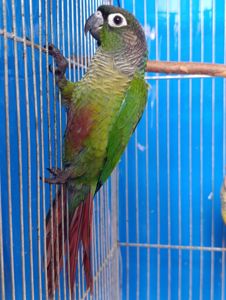 Ручні піррури