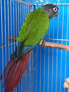 Ручні піррури