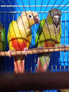 Ручні піррури