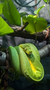 Деревний зелений пітон-найефективніша змія