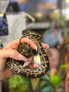 Тигровий пітон-справжній велетень