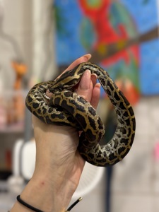 Тигровий пітон-справжній велетень