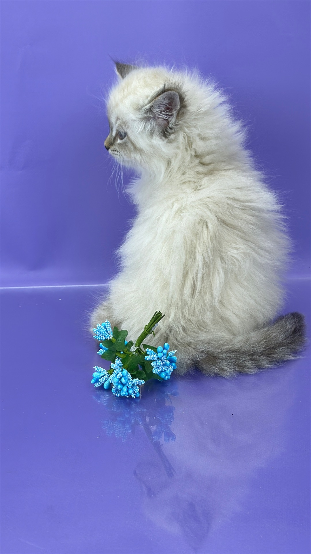 Невська маскарадна красуня