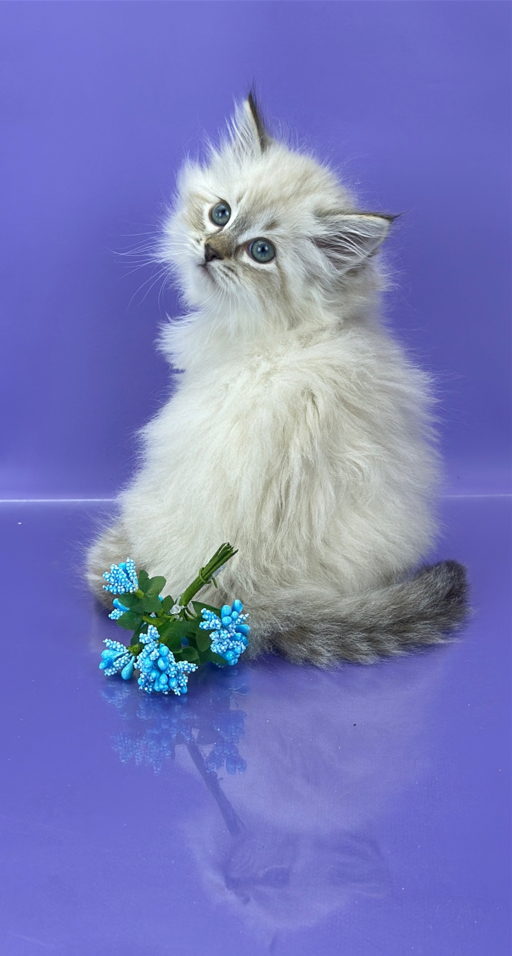 Невська маскарадна красуня