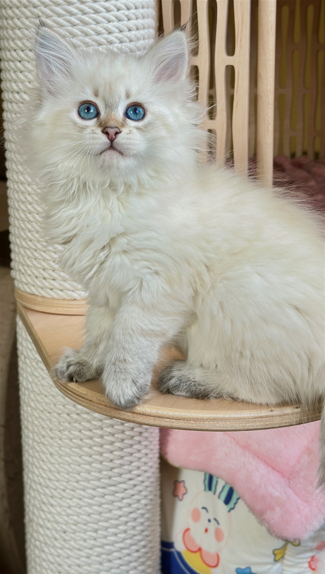 Ніжна сибірська Невська маскарадна дівчинка з розплідника