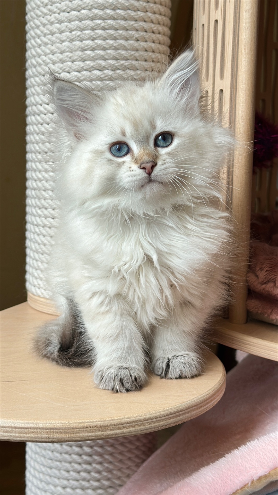 Ніжна сибірська Невська маскарадна дівчинка з розплідника