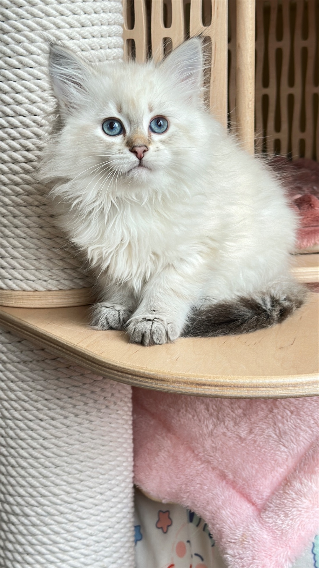 Ніжна сибірська Невська маскарадна дівчинка з розплідника