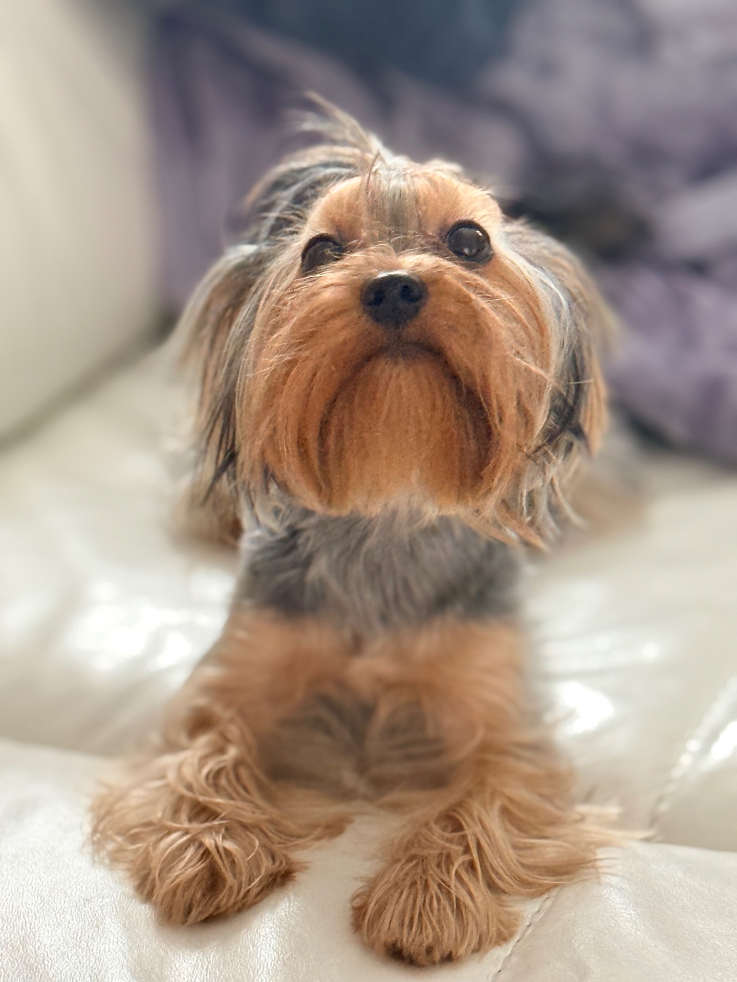 Йорк дівчинка