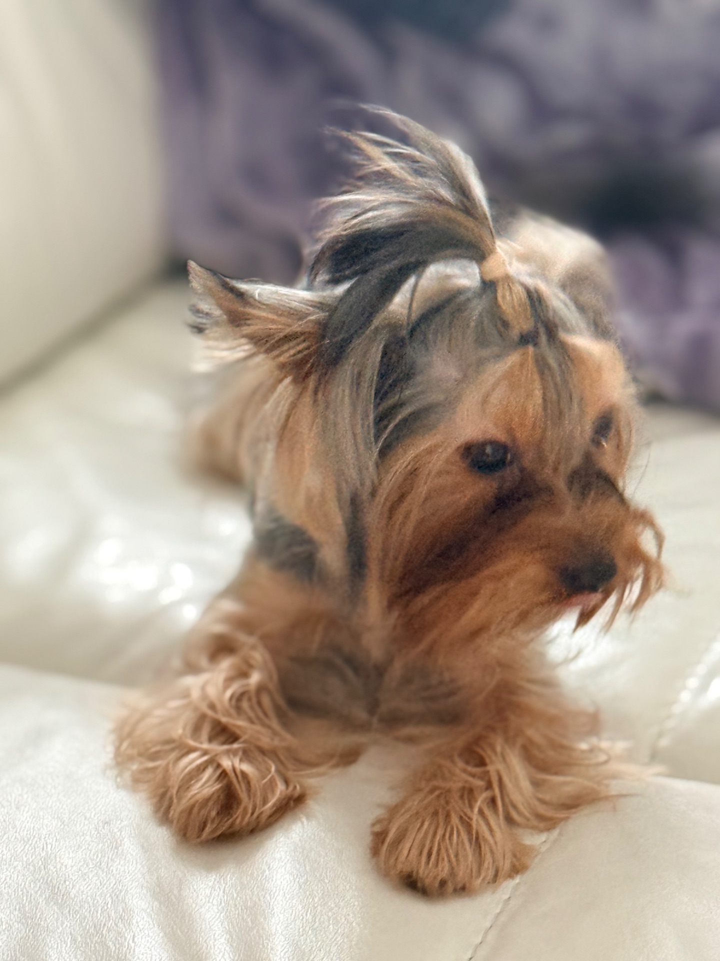 Йорк дівчинка