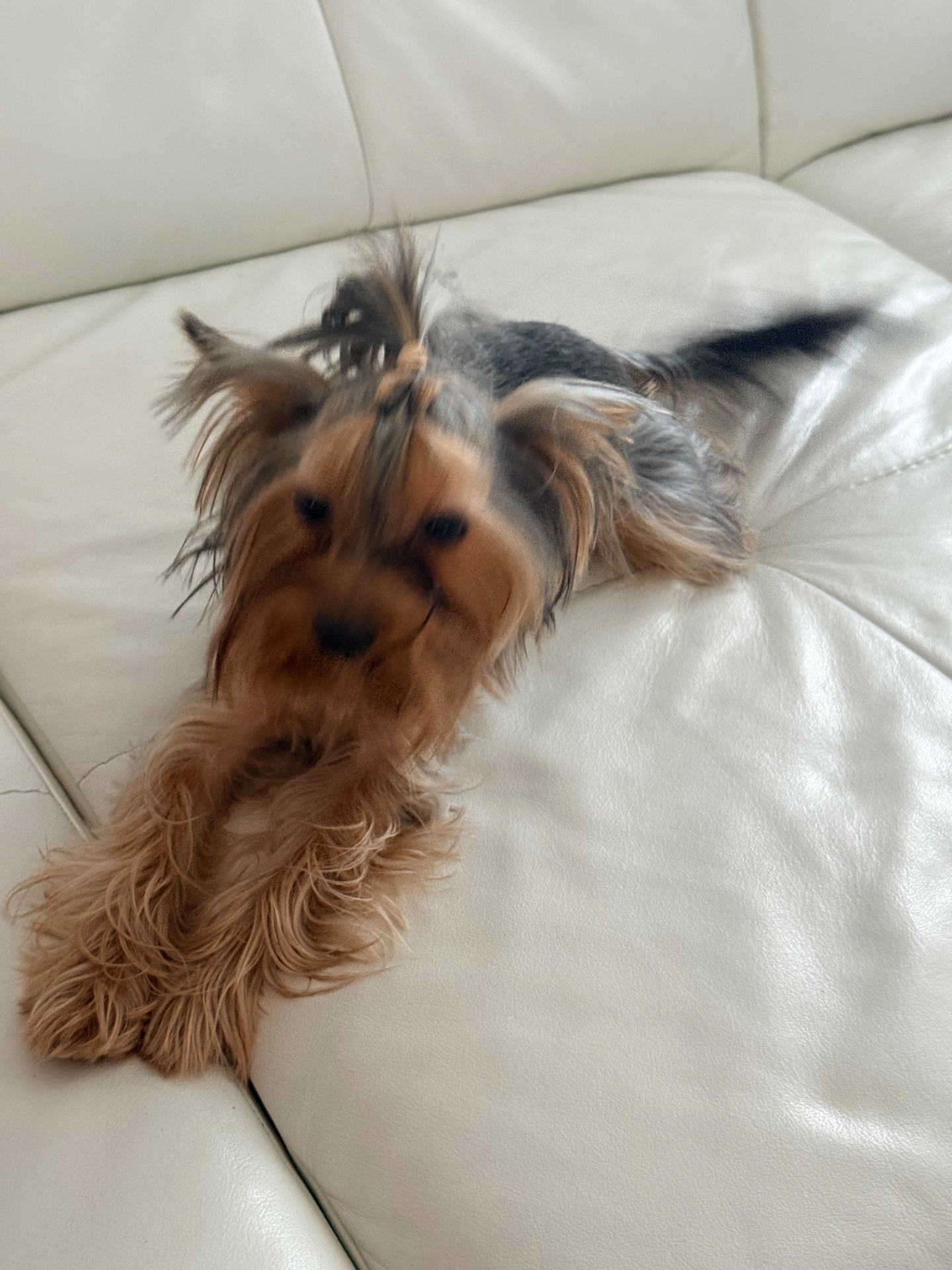 Йорк дівчинка