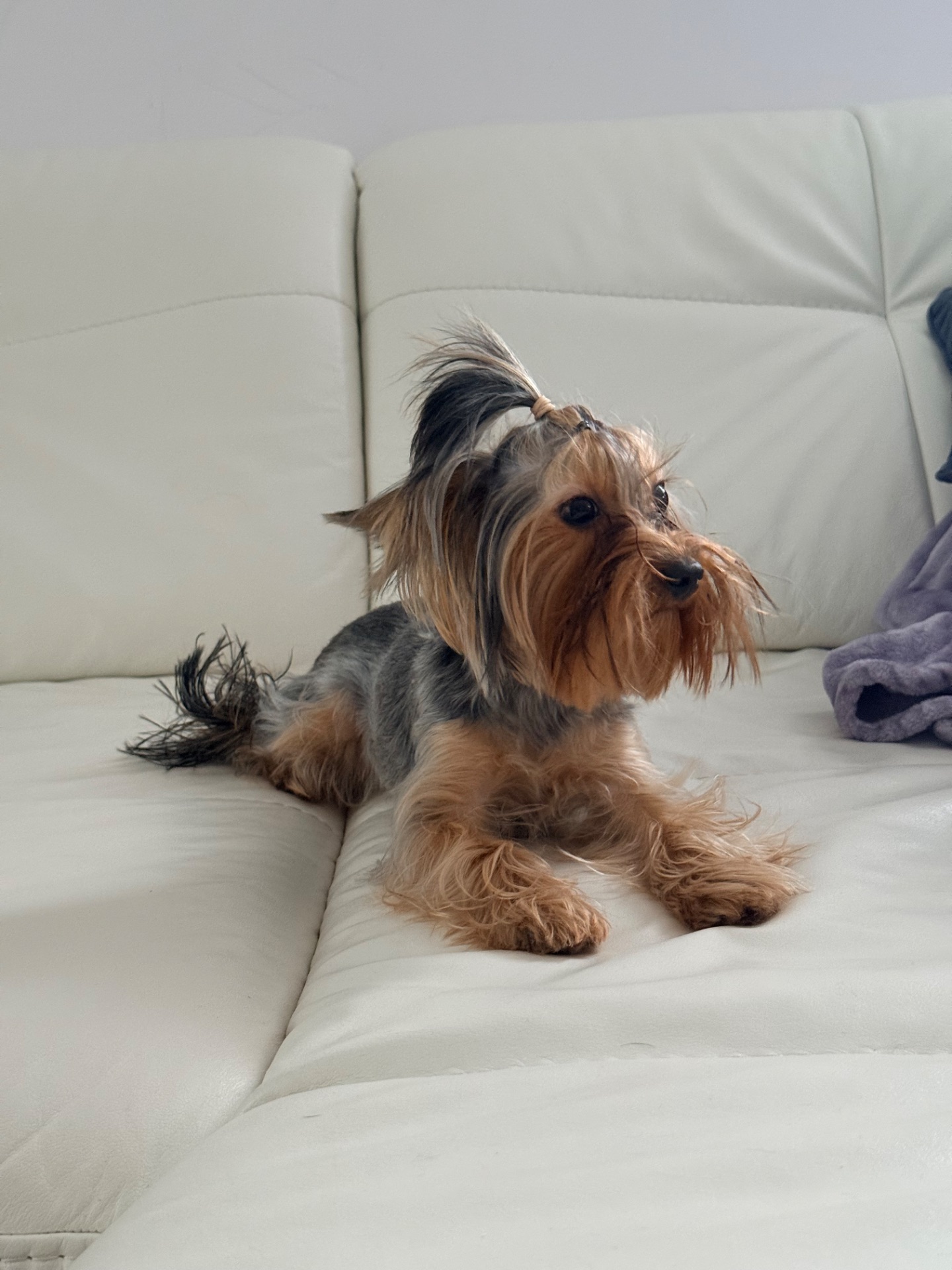 Йорк дівчинка