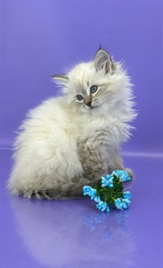 Невська маскарадна красуня