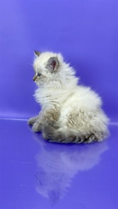 Невська маскарадна красуня