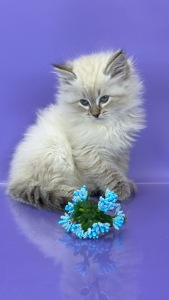 Невська маскарадна красуня