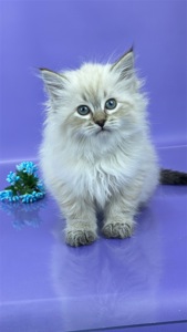 Невська маскарадна красуня