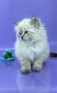 Невська маскарадна красуня