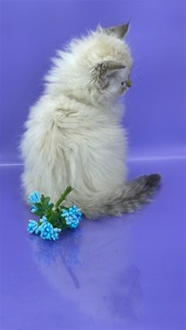 Невська маскарадна красуня