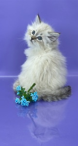 Невська маскарадна красуня