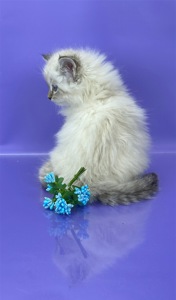 Невська маскарадна красуня