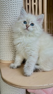 Ніжна сибірська Невська маскарадна дівчинка з розплідника