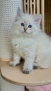 Ніжна сибірська Невська маскарадна дівчинка з розплідника