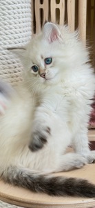 Ніжна сибірська Невська маскарадна дівчинка з розплідника