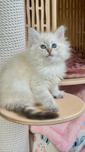 Ніжна сибірська Невська маскарадна дівчинка з розплідника