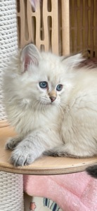 Ніжна сибірська Невська маскарадна дівчинка з розплідника