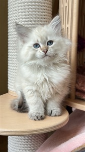 Ніжна сибірська Невська маскарадна дівчинка з розплідника