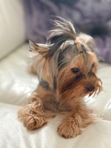 Йорк дівчинка