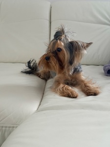 Йорк дівчинка