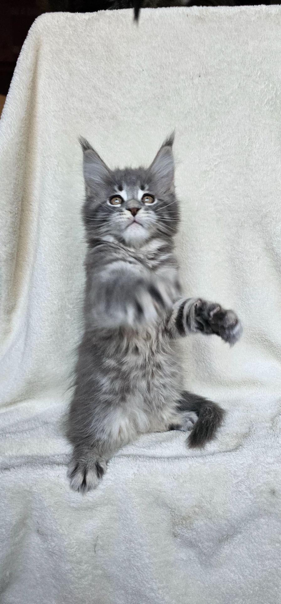 Девочка в красивой шубке