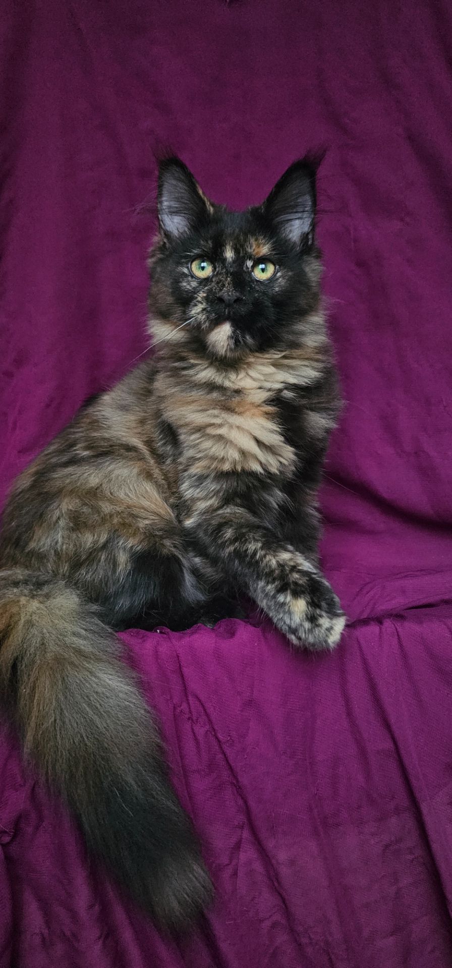 Черепаховая девочка мейн кун