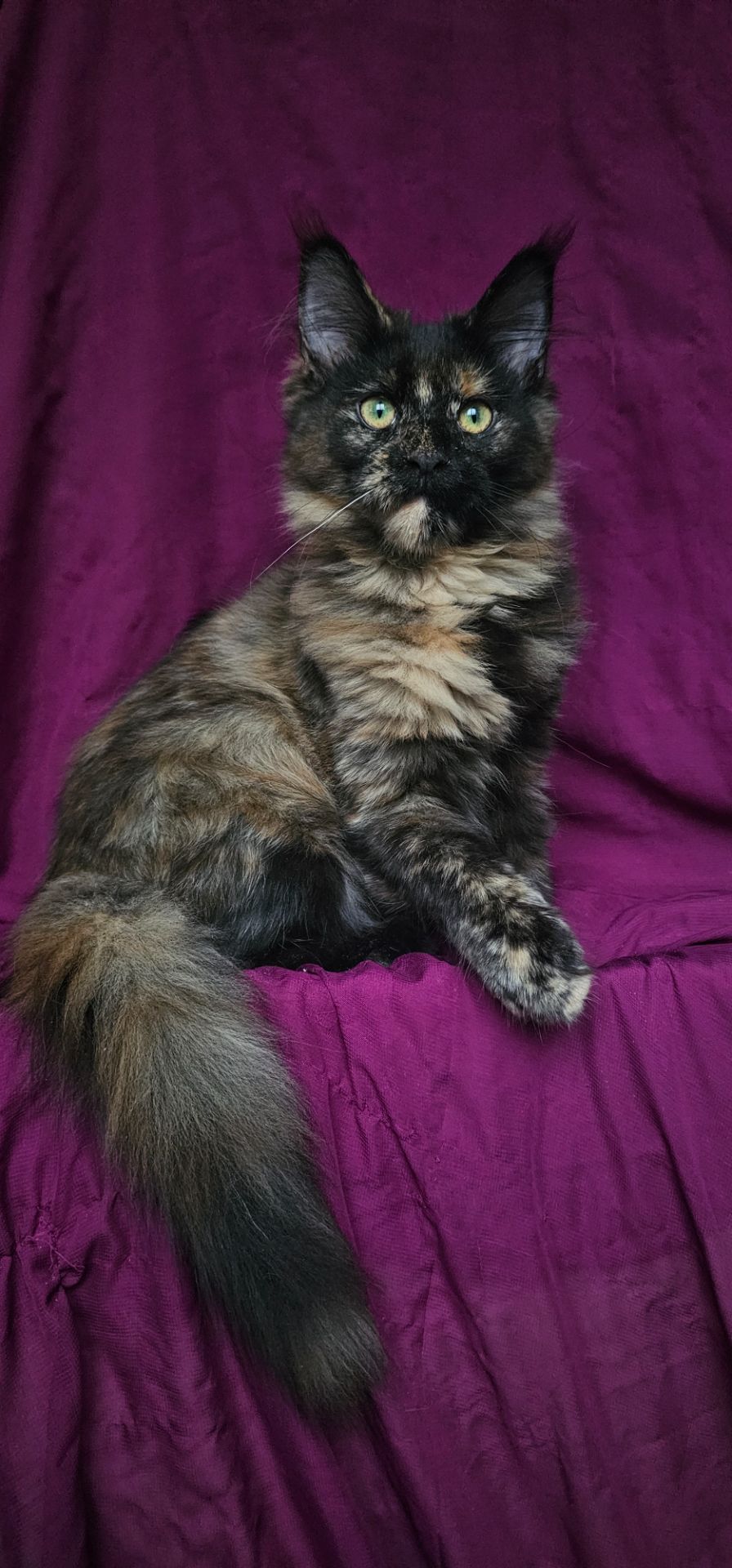 Черепаховая девочка мейн кун