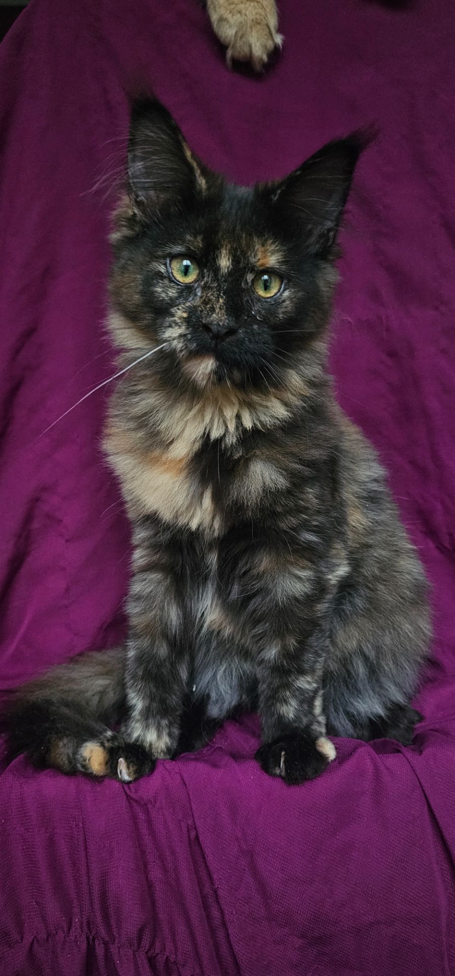 Черепаховая девочка мейн кун