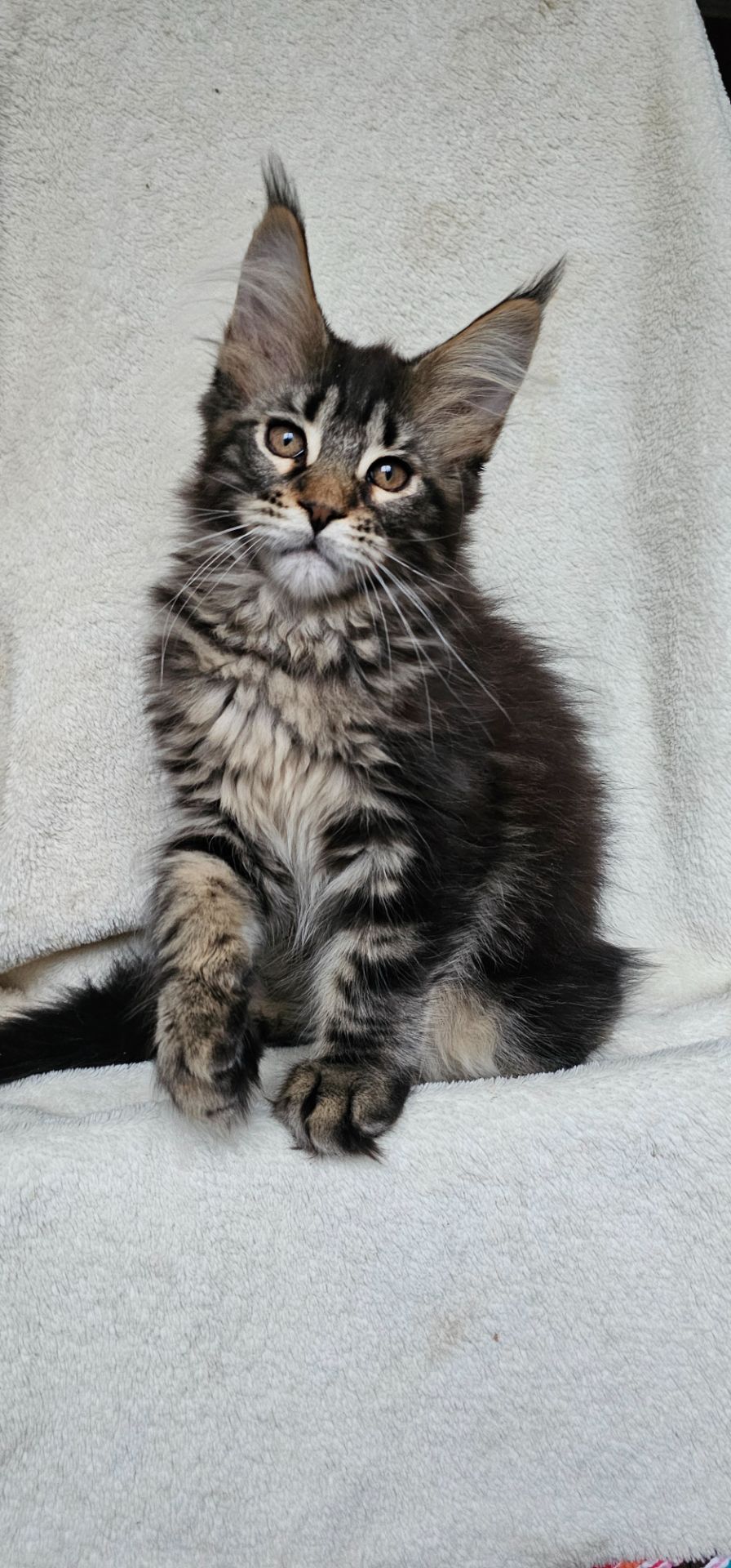 Девочка дикого окраса мейн кун