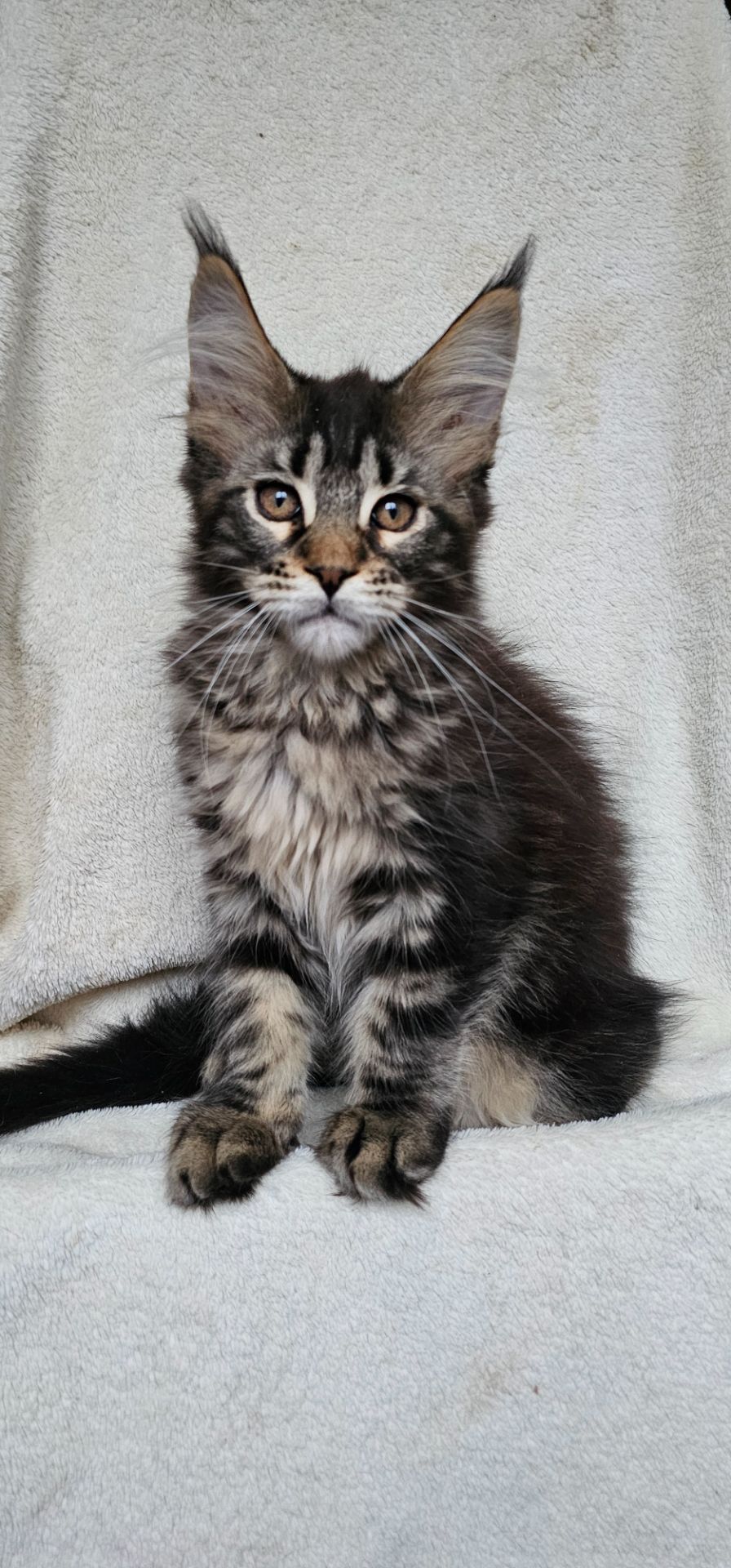 Девочка дикого окраса мейн кун