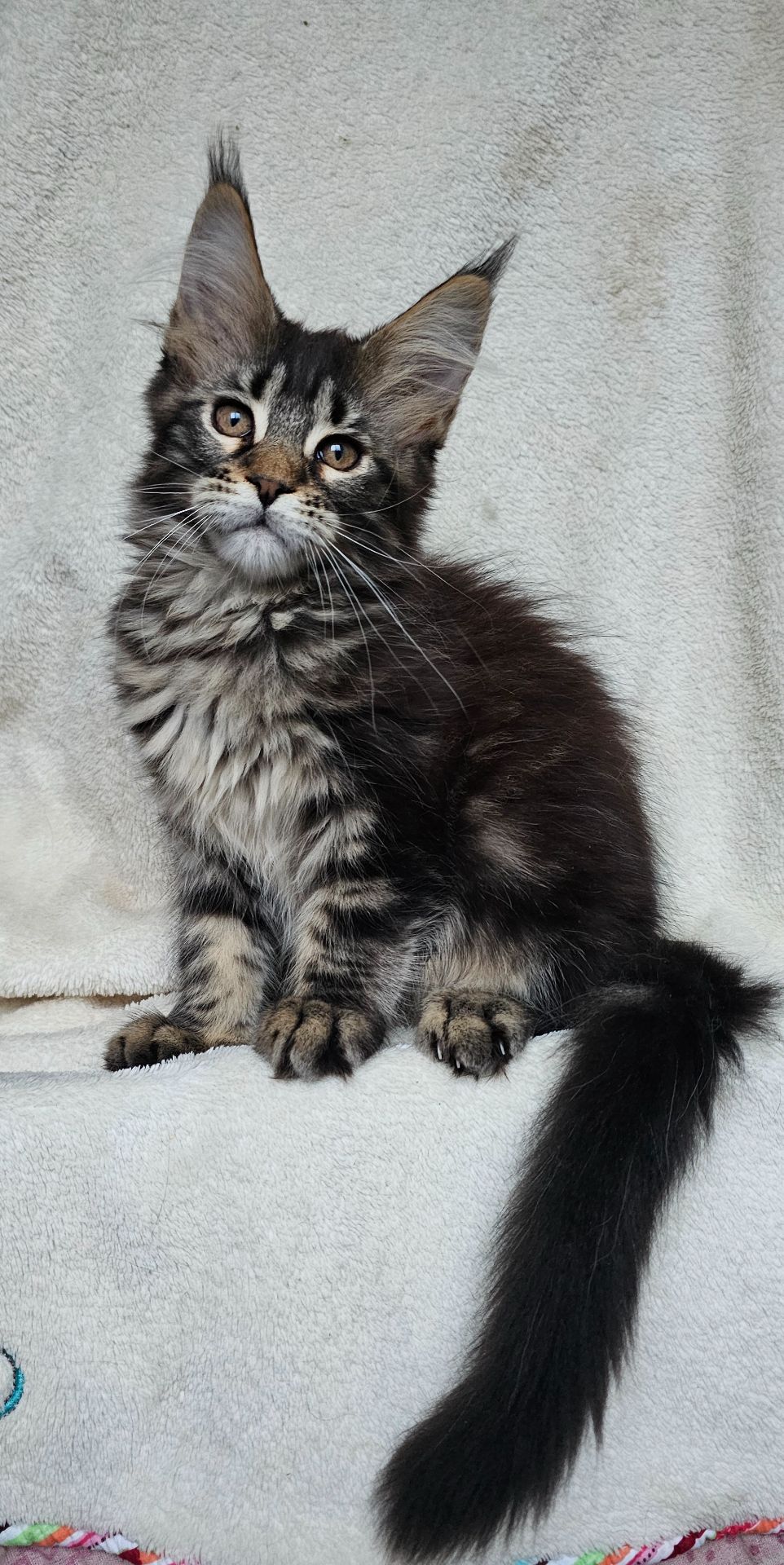 Девочка дикого окраса мейн кун