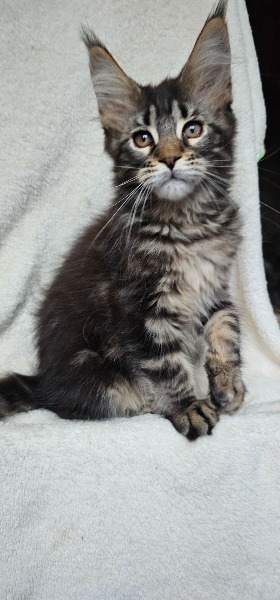 Девочка дикого окраса мейн кун