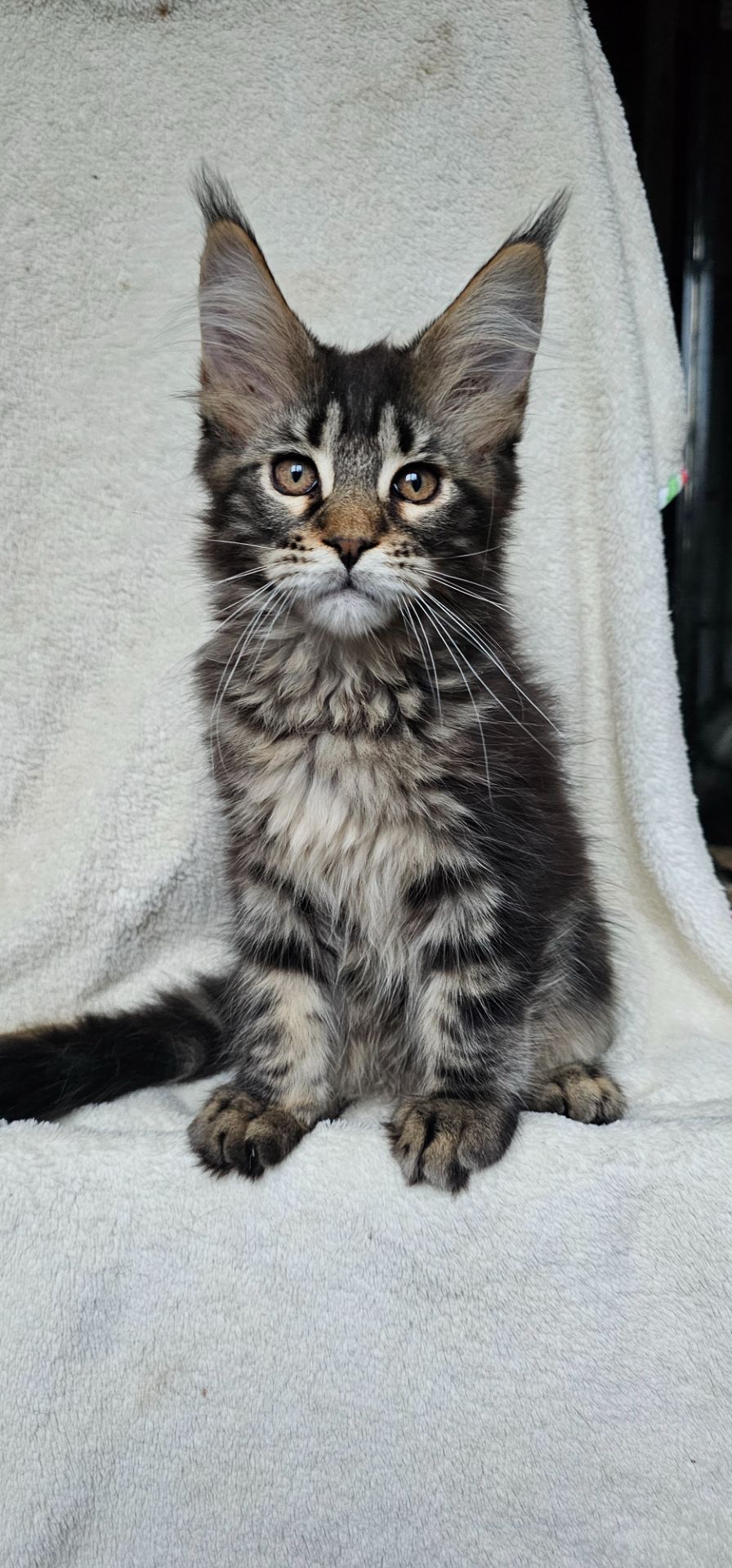 Девочка дикого окраса мейн кун