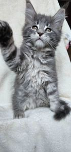 Девочка в красивой шубке