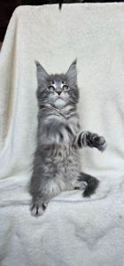 Девочка в красивой шубке